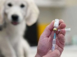 We have a large stock of anti -rabies vaccine and as usual, we are intensively vaccinated with animals - Animal Monitoring Agency