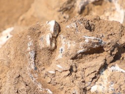 New Archaeological Discovery! - In Dmanisi, the lower jaw of a person 1.8 million years ago was discovered within the framework of Orosman International Archaeological Excavations