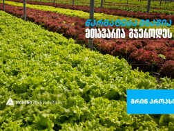 „გრინ კროპს დისტრიბუშენი” - სასათბურე მეურნეობა, რომელიც თიბისი ბიზნესის მხარდაჭერით განვითარდა