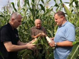 As a result of anti -parasana measures, the farmers have been fully crop maize