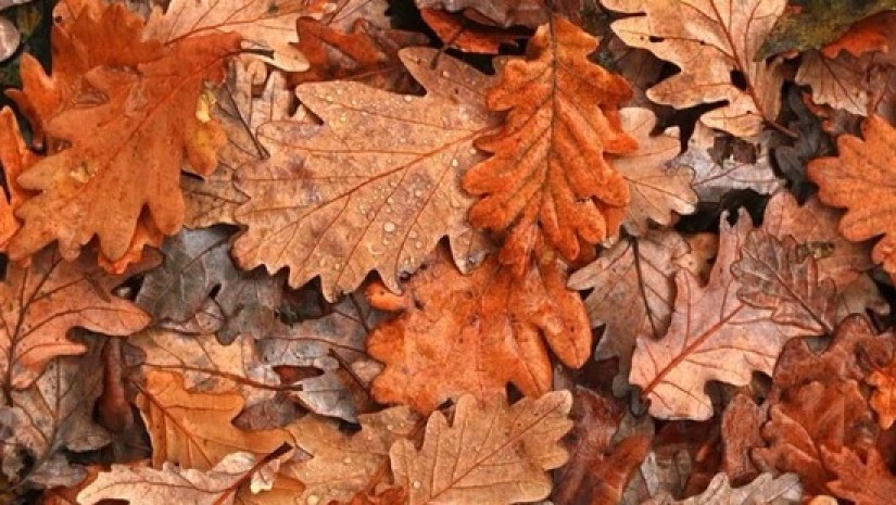 ფოთლები