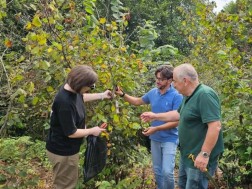 Scientists at the Agricultural Research Center, along with an Italian expert, continue to study hazelnut disease