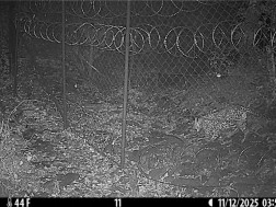 For the third time in the last 20 years, the photo is a leopard in Georgia