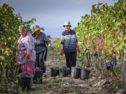 As of September 26, 133 thousand tons of grapes were processed in Kakheti region