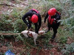Firefighters rescued the dog on the bank of the river Rioni