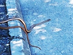 In one of the micro-districts in Rustavi they saw a snake