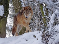 მტაცებელი