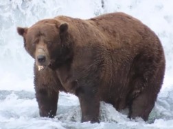 გამარჯვებული დათვი