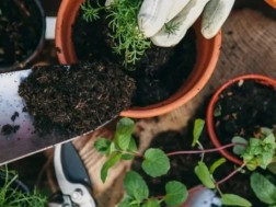 The florist names plants that are poisonous and should not have a child at home