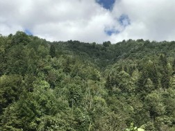 Forest inventory works in the Protected Areas of Adjara Region are under 29 094 hectares
