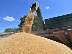 მარცვლეული