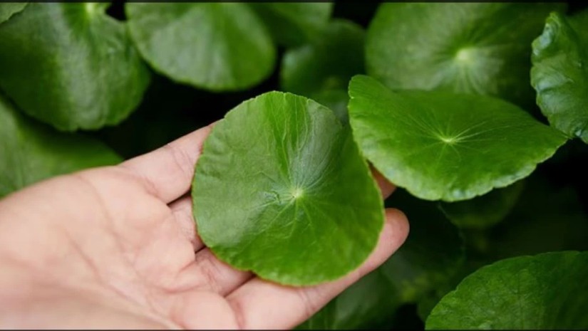 ალოპეცია
