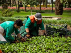 ბათუმის ბულვარში საშემოდგომო სამუშაოები მიმდინარეობს ბათუმის ბულვარში საშემოდგომო სამუშაოები მიმდინარეობს