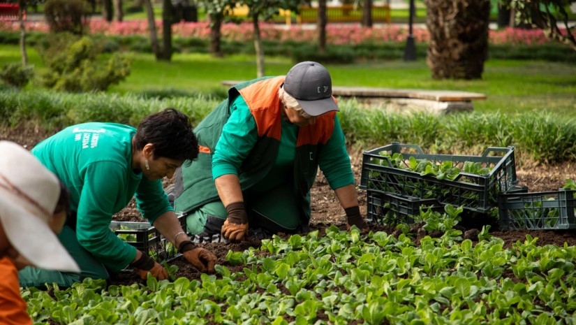 ბათუმის ბულვარში საშემოდგომო სამუშაოები მიმდინარეობს