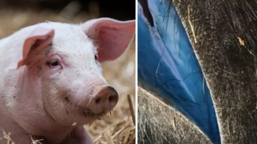 ღორი ღორი