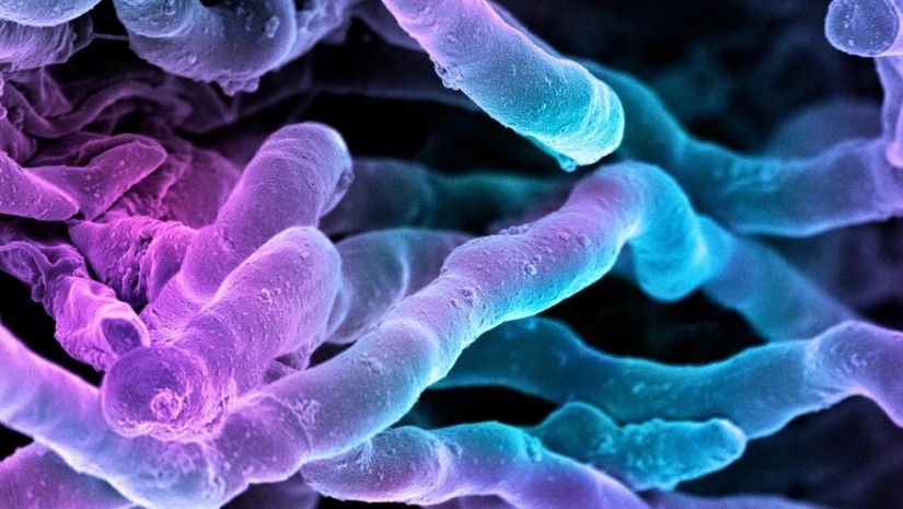 ახალი ანტიბიოტიკი