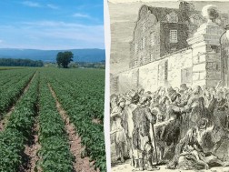 კარტოფილი