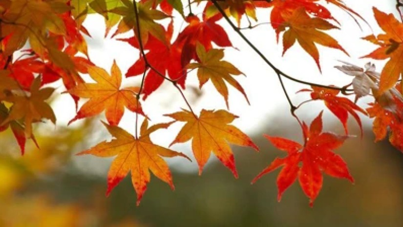 შემოდგომა