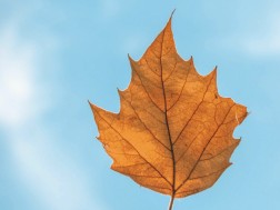 შემოდგომა