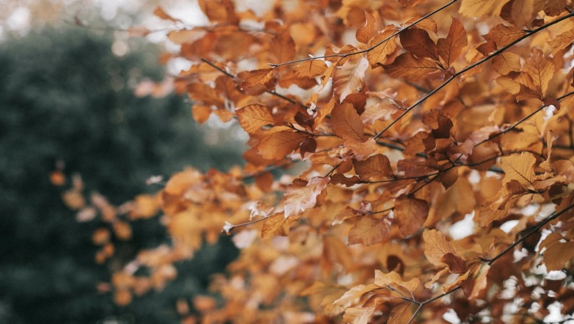 შემოდგომა