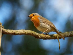 რატომ ეგებებიან ჩიტები განთიადს ძლიერი ჭიკჭიკით — ახალი კვლევა