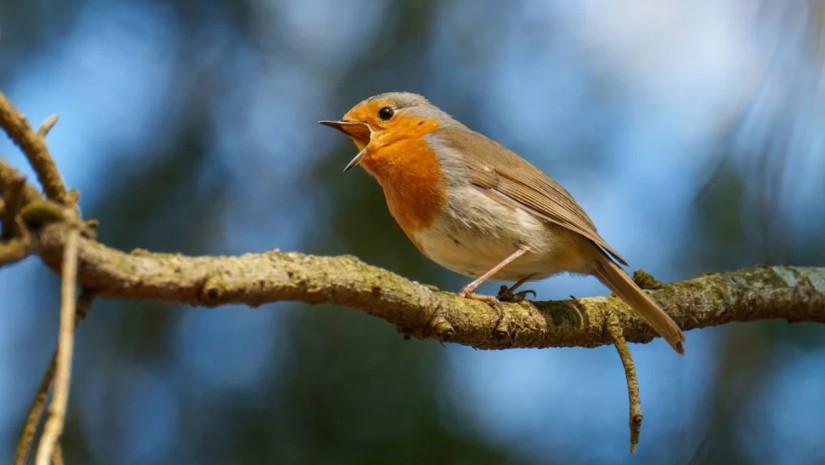 რატომ ეგებებიან ჩიტები განთიადს ძლიერი ჭიკჭიკით — ახალი კვლევა