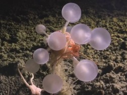 ანტარქტიდა