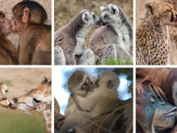 მეცნიერებმა კოცნის ევოლუციური წარმოშობა გამოიკვლიეს მეცნიერებმა კოცნის ევოლუციური წარმოშობა გამოიკვლიეს