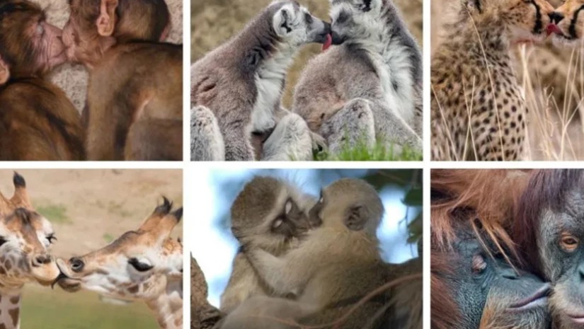 მეცნიერებმა კოცნის ევოლუციური წარმოშობა გამოიკვლიეს