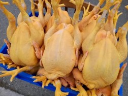 ქათამი ქათამი