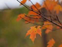 ნოემბერი