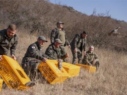თავდაცვა თავდაცვა