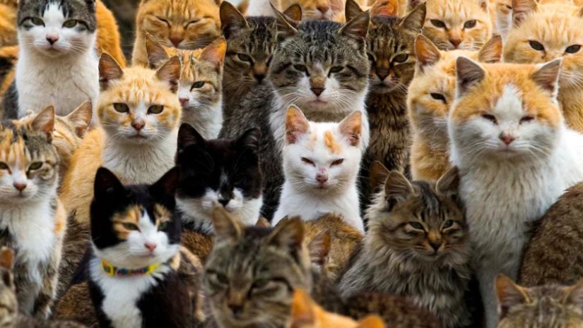  შინაური კატები