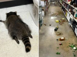 ენოტი ენოტი