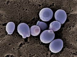 კანდიდოზი