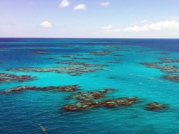 სარგასის ზღვა