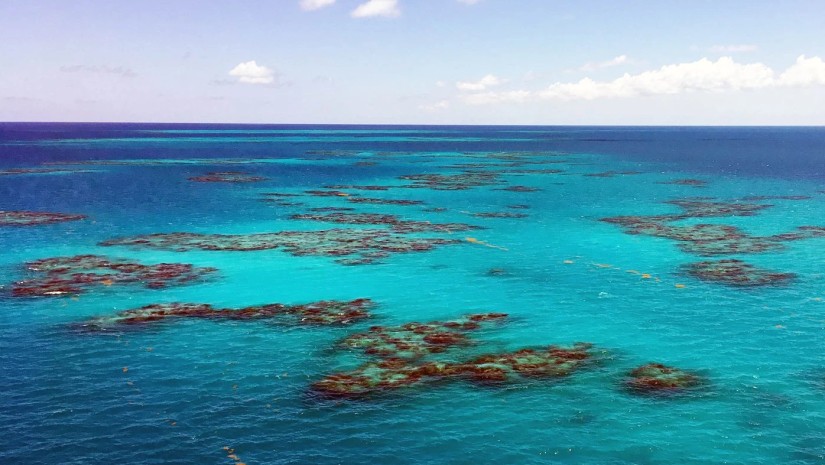 სარგასის ზღვა