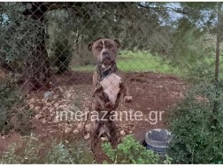 პიტბული საბერძნეთი 