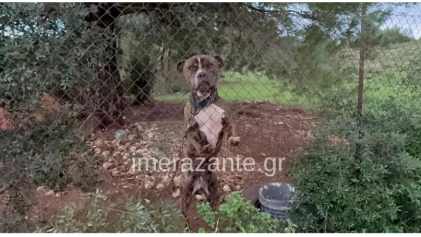 2 წლის ბავშვი პიტბულის თავდასხმის შედეგად დაიღუპა