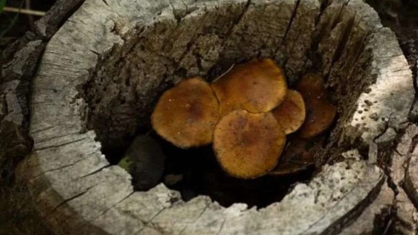 ნამიბია