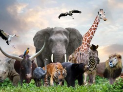 ცხოველები