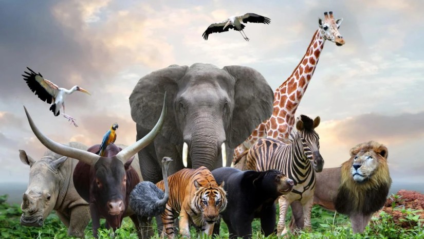 ცხოველები