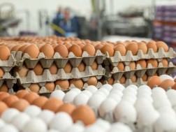 კვერცხი