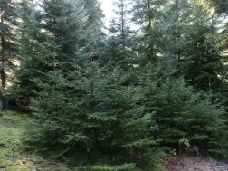 ნაძვის ხე ნაძვის ხე