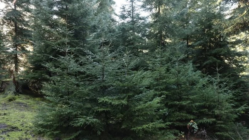 ნაძვის ხე