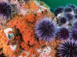 კანარის კუნძულებზე ზღვის ზღარბების პანდემიაა