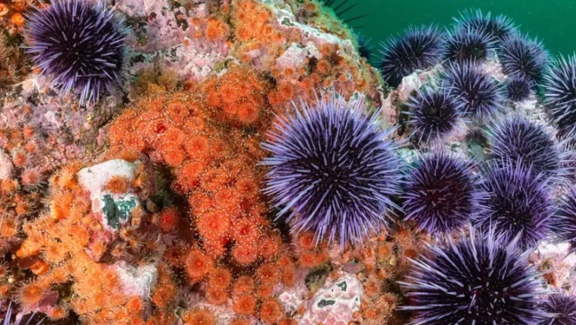 კანარის კუნძულებზე ზღვის ზღარბების პანდემიაა