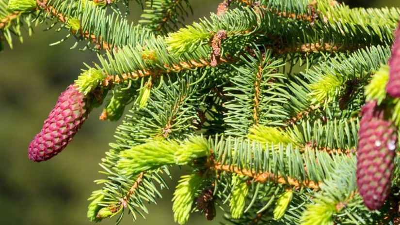 ნაძვის ხე