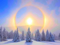 ზამთრის მზებუდობა