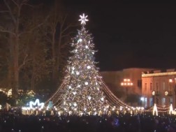ოზურგეთში მთავარი ნაძვის ხე ოზურგეთში მთავარი ნაძვის ხე